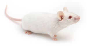 mice studies with aspartame